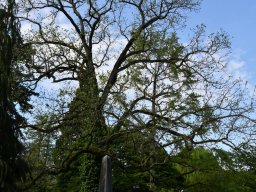 Juglans nigra